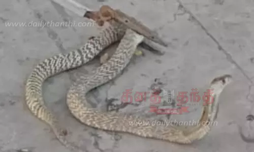 வீட்டிற்குள் புகுந்த பாம்பு சிக்கியது