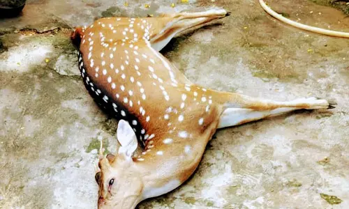 வேலியில் சிக்கி மான் சாவு