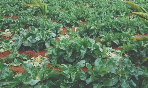 பருவநிலை மாற்றத்தால் காலிபிளவர் செடிகள் பாதிப்பு பருவநிலை மாற்றத்தால் காலிபிளவர் செடிகள் பாதிப்பு