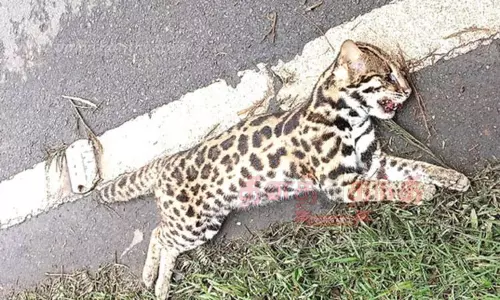 வாகனம் மோதி சிறுத்தைப்பூனை பலி