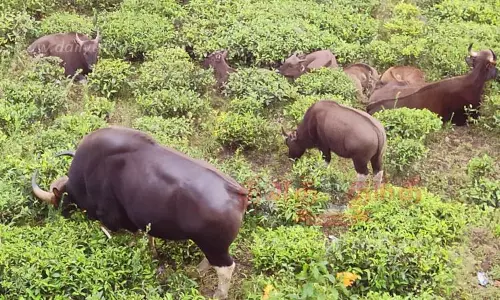 ேதயிலை தோட்டங்களில் குட்டிகளுடன் காட்டெருமைகள் முகாம் ேதயிலை தோட்டங்களில் குட்டிகளுடன் காட்டெருமைகள் முகாம்