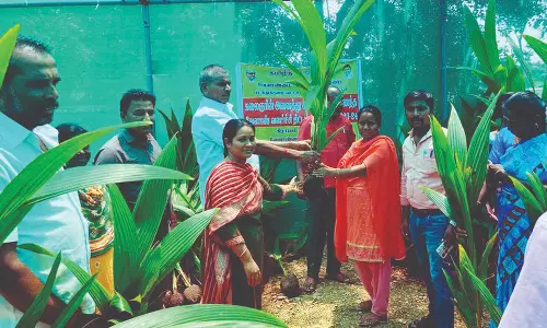 வீடுதோறும் தென்னங்கன்றுகள் வினியோகம் வீடுதோறும் தென்னங்கன்றுகள் வினியோகம்