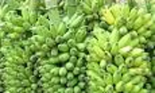 பரமத்திவேலூர் சந்தையில்வாழைத்தார் விலை உயர்வுவிவசாயிகள் மகிழ்ச்சி