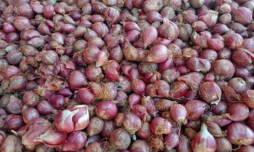 தர்மபுரி உழவர் சந்தையில் சின்ன வெங்காயம் விலை வீழ்ச்சி தர்மபுரி உழவர் சந்தையில் சின்ன வெங்காயம் விலை வீழ்ச்சி