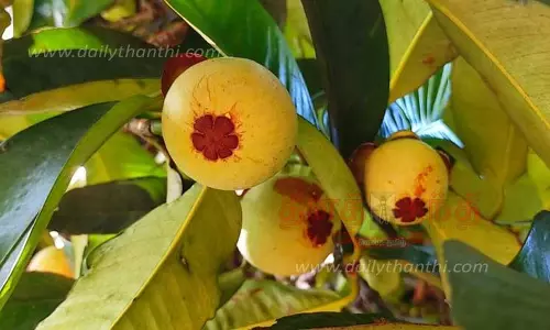 மங்குஸ்தான் பழ சீசன் தொடங்கியது