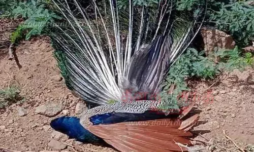 மின்சாரம் தாக்கி மயில் சாவு