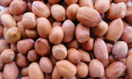 அந்தியூர் ஒழுங்குமுறை விற்பனைக்கூடத்தில்  ரூ.1¾ லட்சத்துக்கு நிலக்கடலை ஏலம்