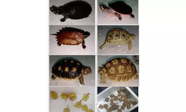 மும்பை விமான நிலையத்திற்கு கடத்தி வரப்பட்ட 306 அரியவகை உயிரினங்கள் பறிமுதல்