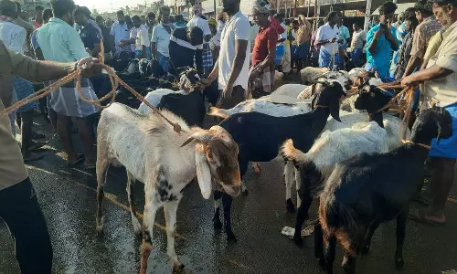 களைகட்டிய ஆட்டுச்சந்தை