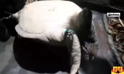 இலங்கையில் இறைச்சிக்காக பதுக்கி வைத்திருந்த ஆமை மீட்பு