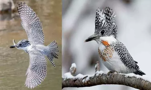 தரையில் துளை அமைத்து வாழும் பறவை