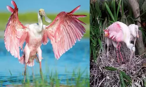 இளஞ்சிவப்பு கரண்டிவாயன்