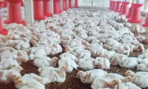 கறிக்கோழி கொள்முதல் விலை அதிகரிப்பு