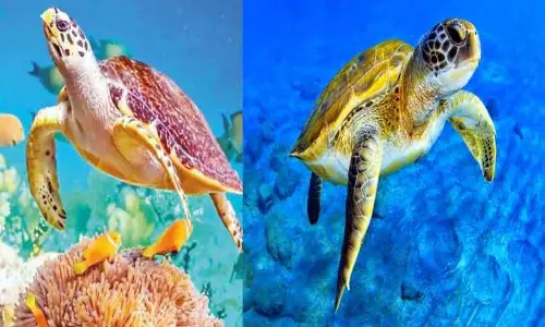 அழிந்து வரும் உழவு மற்றும் கதிர் ஆமைகள்