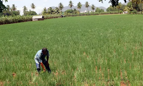 சின்னவெங்காயம் சாகுபடி குறைந்தது