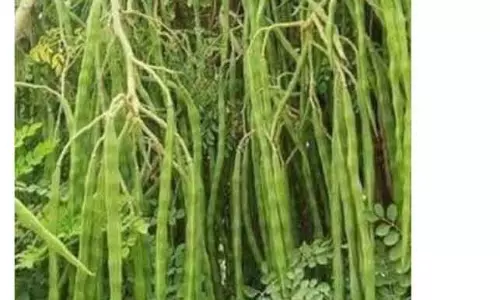 9 டன் முருங்கைக்காய் கொள்முதல் 9 டன் முருங்கைக்காய் கொள்முதல்