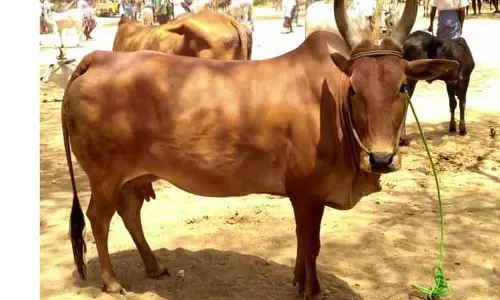 பழையகோட்டை மாட்டுத்தாவணியில் ரூ.86 ஆயிரத்துக்கு காங்கயம் இன மயிலை பசுமாடு விற்பனை செய்யப்பட்டது. பழையகோட்டை மாட்டுத்தாவணியில் ரூ.86 ஆயிரத்துக்கு காங்கயம் இன மயிலை பசுமாடு விற்பனை செய்யப்பட்டது.