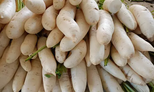 தர்மபுரி உழவர் சந்தையில்முள்ளங்கி விலை தொடர் வீழ்ச்சிஒரு கிலோ ரூ.5-க்கு விற்பனை தர்மபுரி உழவர் சந்தையில்முள்ளங்கி விலை தொடர் வீழ்ச்சிஒரு கிலோ ரூ.5-க்கு விற்பனை