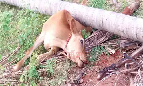 தென்னை மரம் விழுந்து பசு சாவு தென்னை மரம் விழுந்து பசு சாவு
