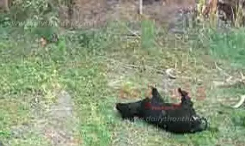 தீயில் கருகி 7 மாடுகள் பலி தீயில் கருகி 7 மாடுகள் பலி