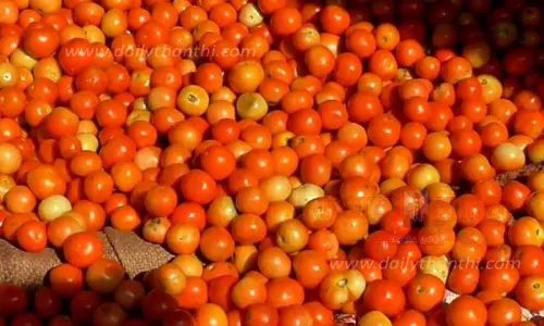 தலைவாசல் மார்க்கெட்டில்தக்காளி விலை உயர்வு கிலோ ரூ.200- க்கு விற்பனை தலைவாசல் மார்க்கெட்டில்தக்காளி விலை உயர்வு கிலோ ரூ.200- க்கு விற்பனை