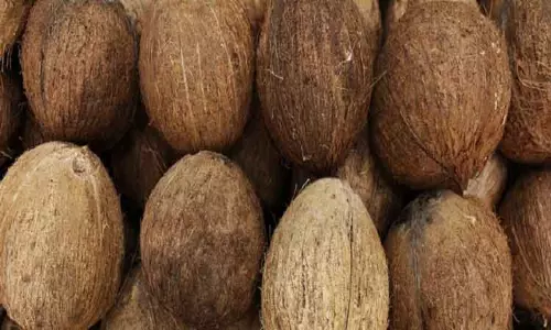 எழுமாத்தூர் ஒழுங்குமுறை விற்பனைக்கூடத்தில் ரூ.5½ லட்சத்துக்கு தேங்காய் ஏலம் எழுமாத்தூர் ஒழுங்குமுறை விற்பனைக்கூடத்தில் ரூ.5½ லட்சத்துக்கு தேங்காய் ஏலம்