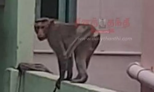 கவுந்தப்பாடியில் வீடுகளுக்குள் புகுந்து  குரங்குகள் அட்டகாசம்