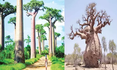 குகையாக மாறும் ராட்சத மரம்