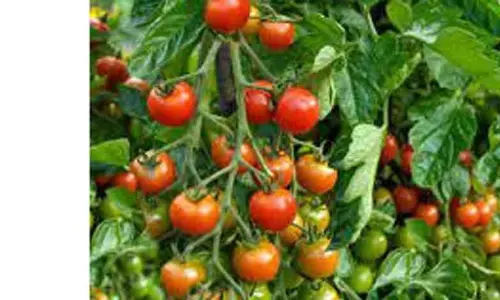 தக்காளி, அவரைக்கு நிலையான விலை