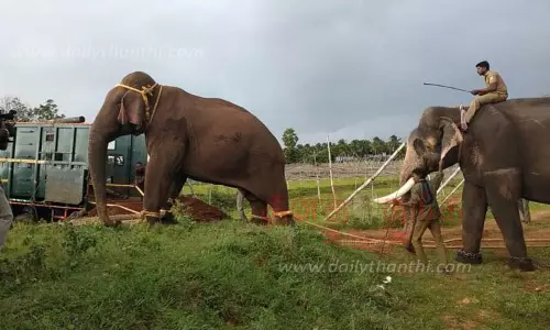 மயக்க ஊசி செலுத்தி பிடிக்கப்பட்ட மக்னா யானை