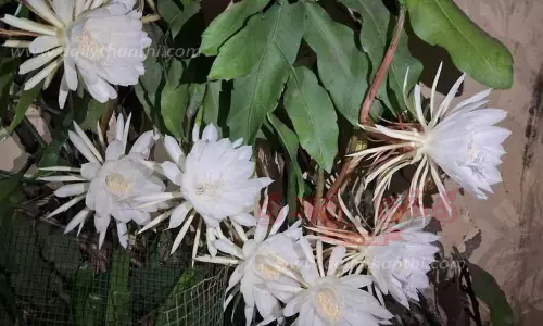 இரவில் மலர்ந்த நிஷாகந்தி பூ இரவில் மலர்ந்த நிஷாகந்தி பூ