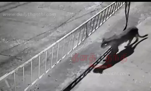 குடியிருப்பில் உலா வந்த சிறுத்தை குடியிருப்பில் உலா வந்த சிறுத்தை