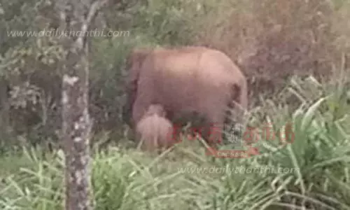 குட்டியுடன் காட்டு யானை உலா