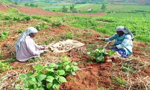 நீலகிரி பூண்டு கிலோ ரூ.500-க்கு கொள்முதல் நீலகிரி பூண்டு கிலோ ரூ.500-க்கு கொள்முதல்