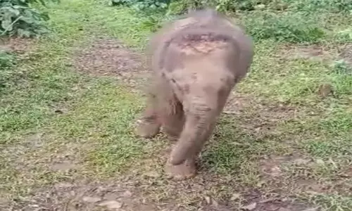 மூடிகெரே அருகே காபி தோட்டத்தில் சுற்றித்திரிந்த குட்டி யானை மீட்பு மூடிகெரே அருகே காபி தோட்டத்தில் சுற்றித்திரிந்த குட்டி யானை மீட்பு