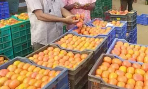 தக்காளி விலை தொடர்ந்து உயர்வு தக்காளி விலை தொடர்ந்து உயர்வு