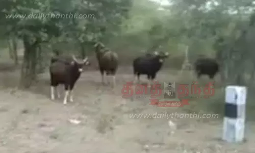 பண்ணாரி அருகே கூட்டம் கூட்டமாக சுற்றித்திரியும் காட்டெருமைகள்