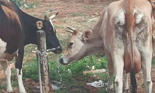 பாடம் சொல்லும் பசுக்கள்...