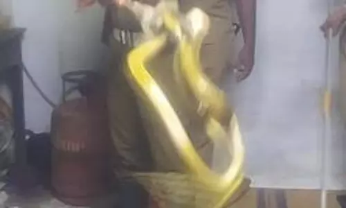 வீட்டிற்குள் புகுந்த பாம்பு