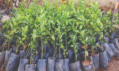 பொதுமக்களுக்கு மானிய விலையில் பழ மரக்கன்றுகள்