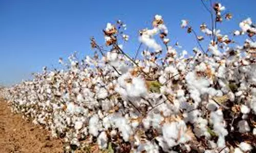 பருத்தி விலை குவிண்டாலுக்கு ரூ.6,800 இருக்கும்