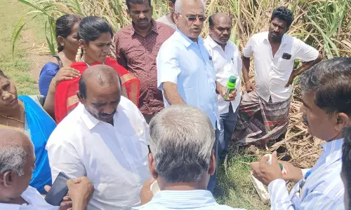 கரும்பு பயிரை தாக்கும் வெள்ளைப்புழுவை கட்டுப்படுத்தும் வழிமுறைகள்