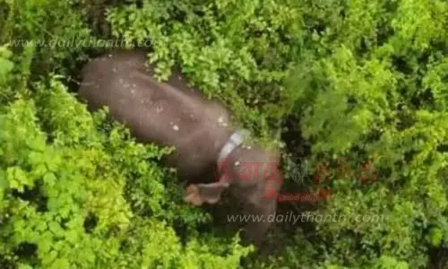 மக்னா யானையை டிரோன் மூலம்  கண்காணிக்கும் வனத்துறையினர்...!