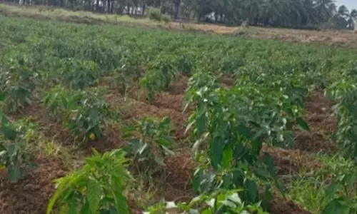 குண்டடம் பகுதியில் மிளகாய் சாகுபடி தீவிரம் குண்டடம் பகுதியில் மிளகாய் சாகுபடி தீவிரம்