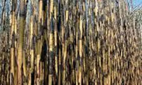 கரும்பு தோட்டம் எரிந்து சாம்பல்