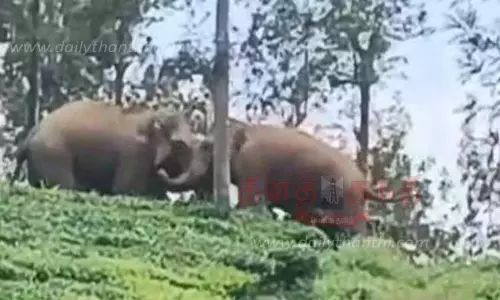 டேன்டீ தோட்டத்தில் காட்டு யானைகள் மோதல்
