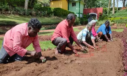 மலர் நாற்றுகள் நடவு மலர் நாற்றுகள் நடவு