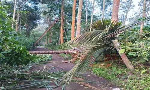 தென்னை மரங்களை மின் கம்பிகள் மீது சரித்து போட்ட காட்டு யானை