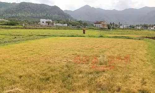 புளியரையில் 700 ஏக்கர் நெற்பயிர்கள் கருகின