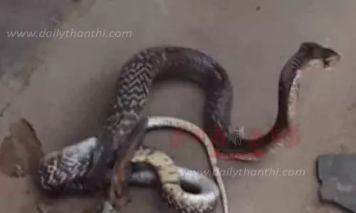 வீட்டிற்குள் புகுந்த பாம்பு